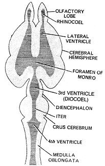 1938_LS of brain.png